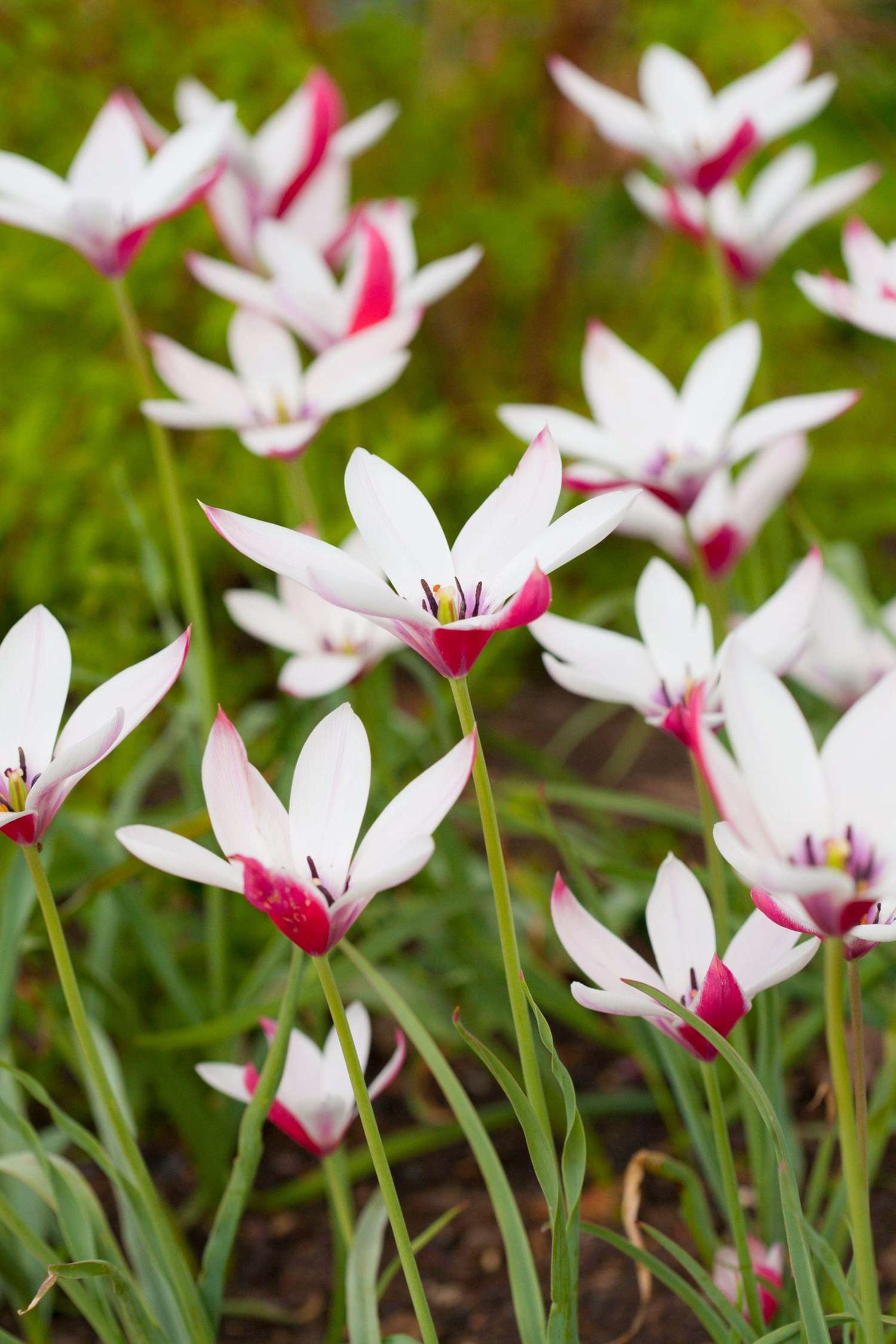 Botanische Tulpe 'Peppermintstick' - Tulipaner